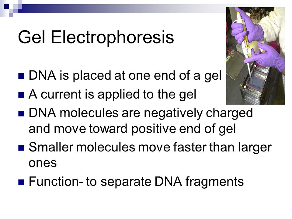 Gel Electrophoresis DNA is placed at one end of a gel