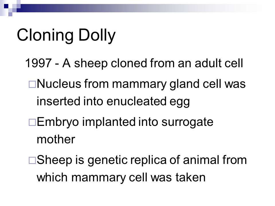 Cloning Dolly A sheep cloned from an adult cell