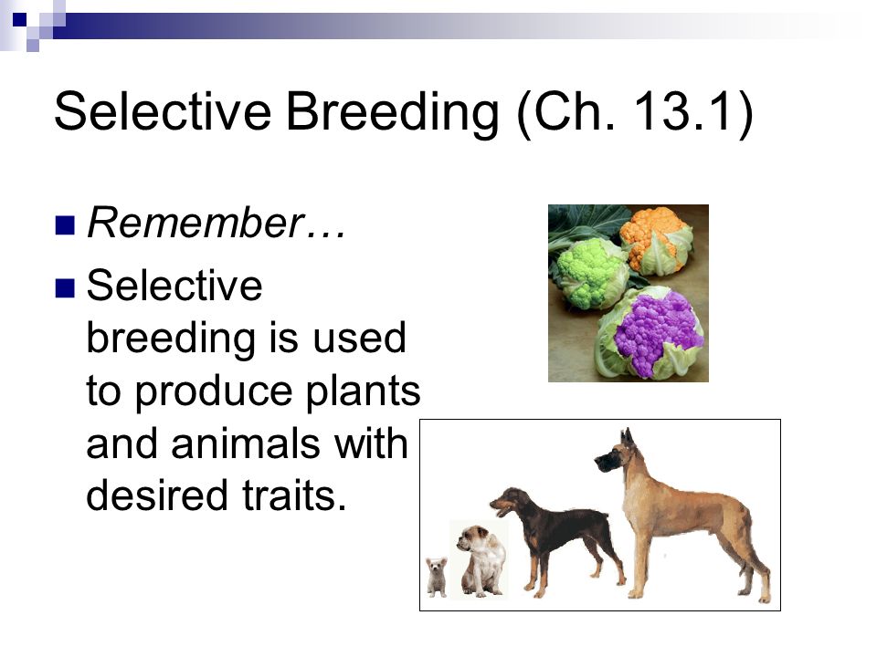 Selective Breeding (Ch. 13.1)