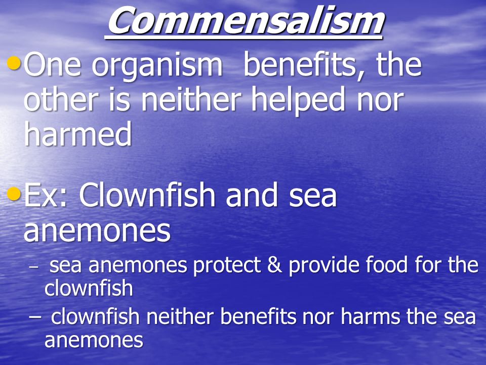 Commensalism One organism benefits, the other is neither helped nor harmed. Ex: Clownfish and sea anemones.
