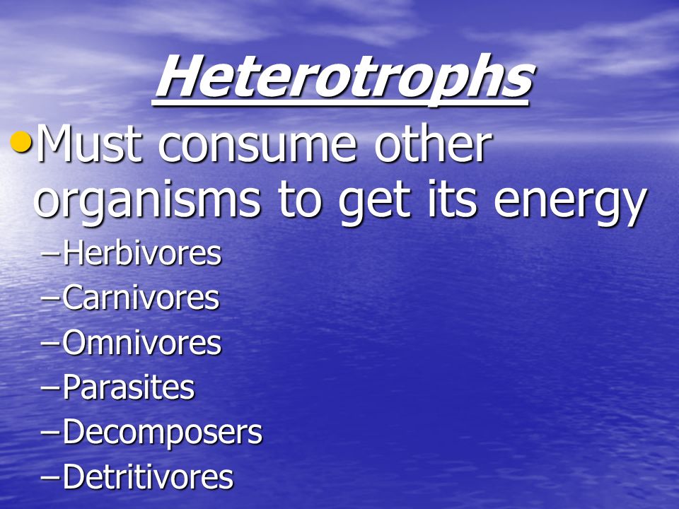 Heterotrophs Must consume other organisms to get its energy Herbivores