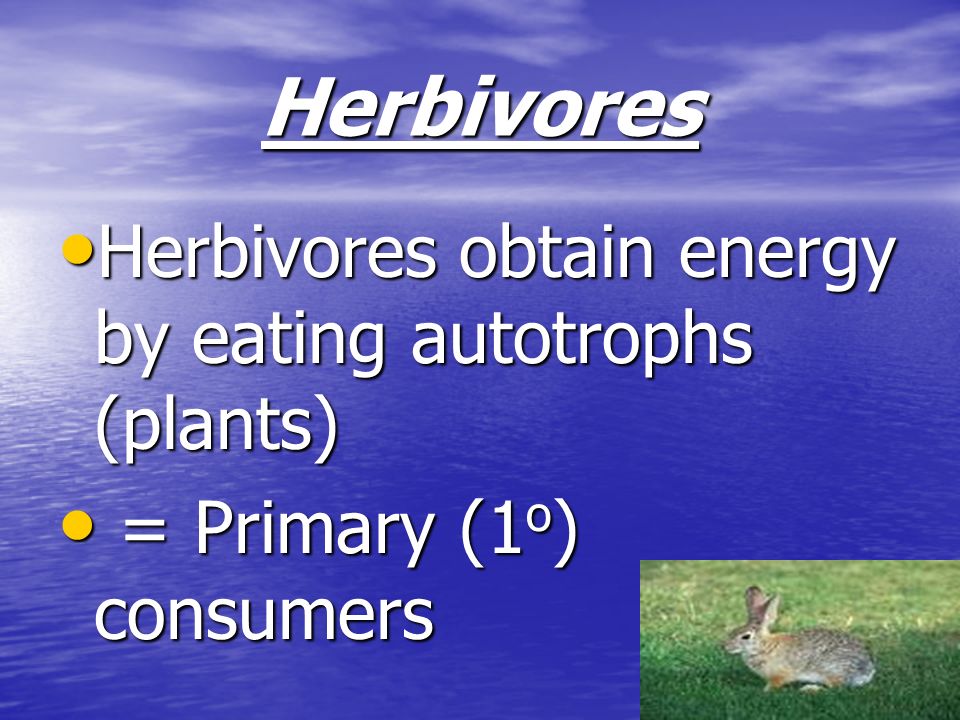 Herbivores Herbivores obtain energy by eating autotrophs (plants)