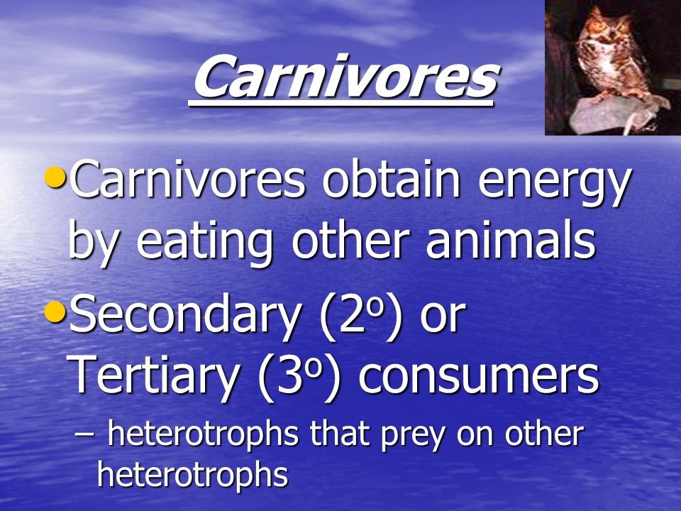 Carnivores Carnivores obtain energy by eating other animals