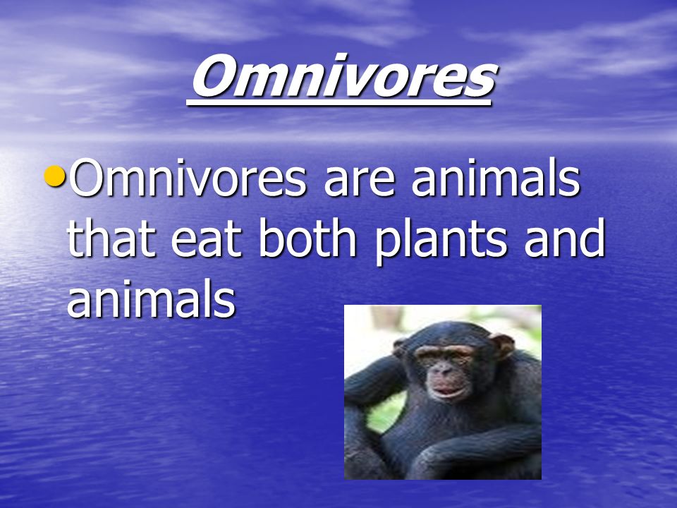 Omnivores Omnivores are animals that eat both plants and animals