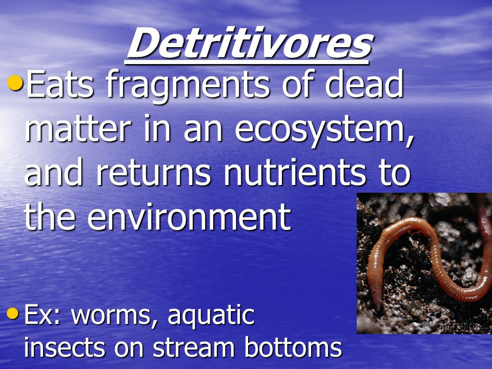 Detritivores Eats fragments of dead matter in an ecosystem, and returns nutrients to the environment.