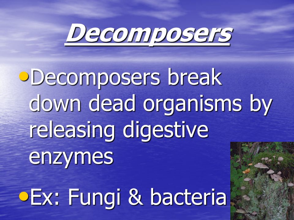 Decomposers Decomposers break down dead organisms by releasing digestive enzymes.