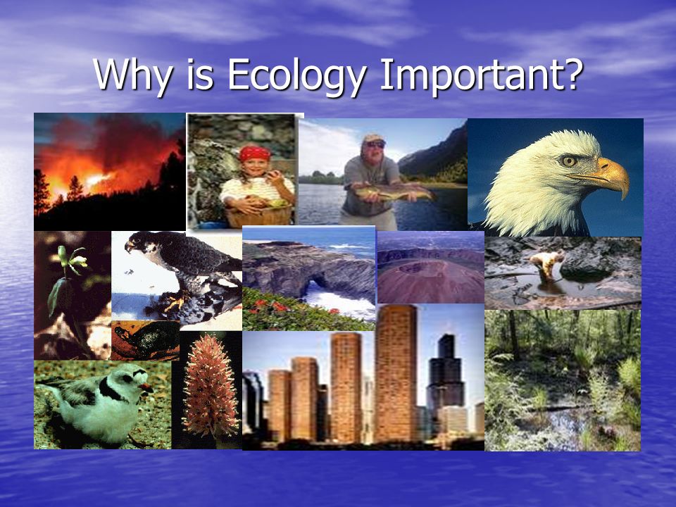 Why is Ecology Important