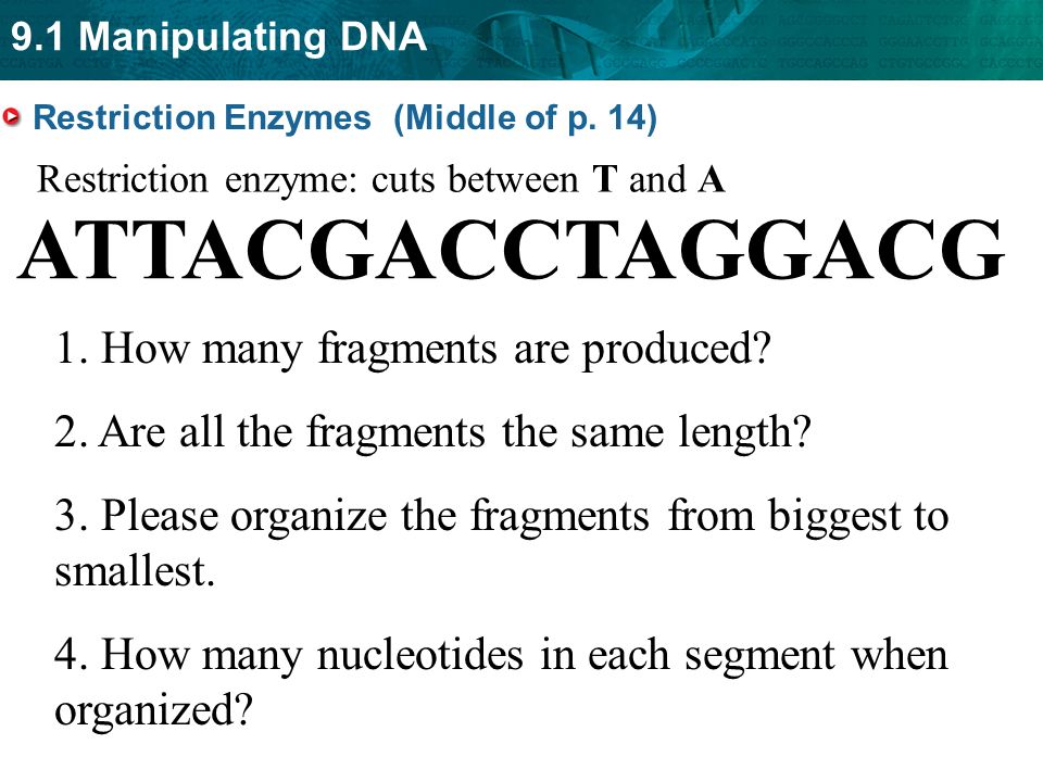 ATTACGACCTAGGACG 1. How many fragments are produced