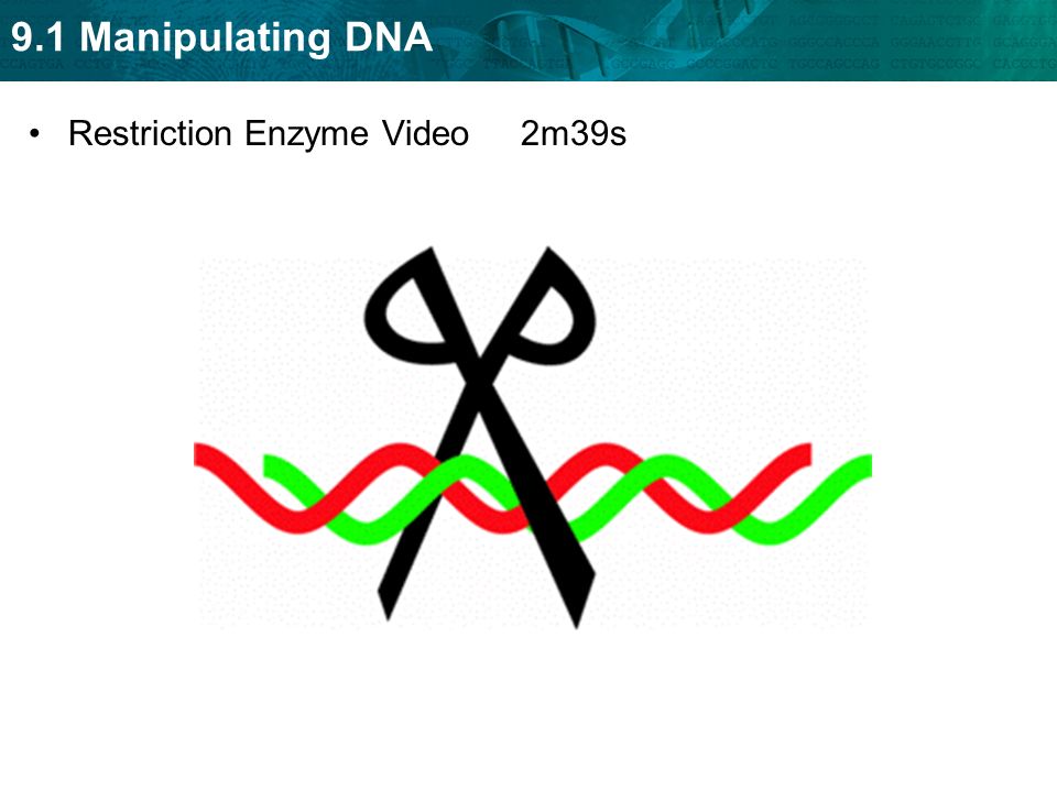 Restriction Enzyme Video 2m39s