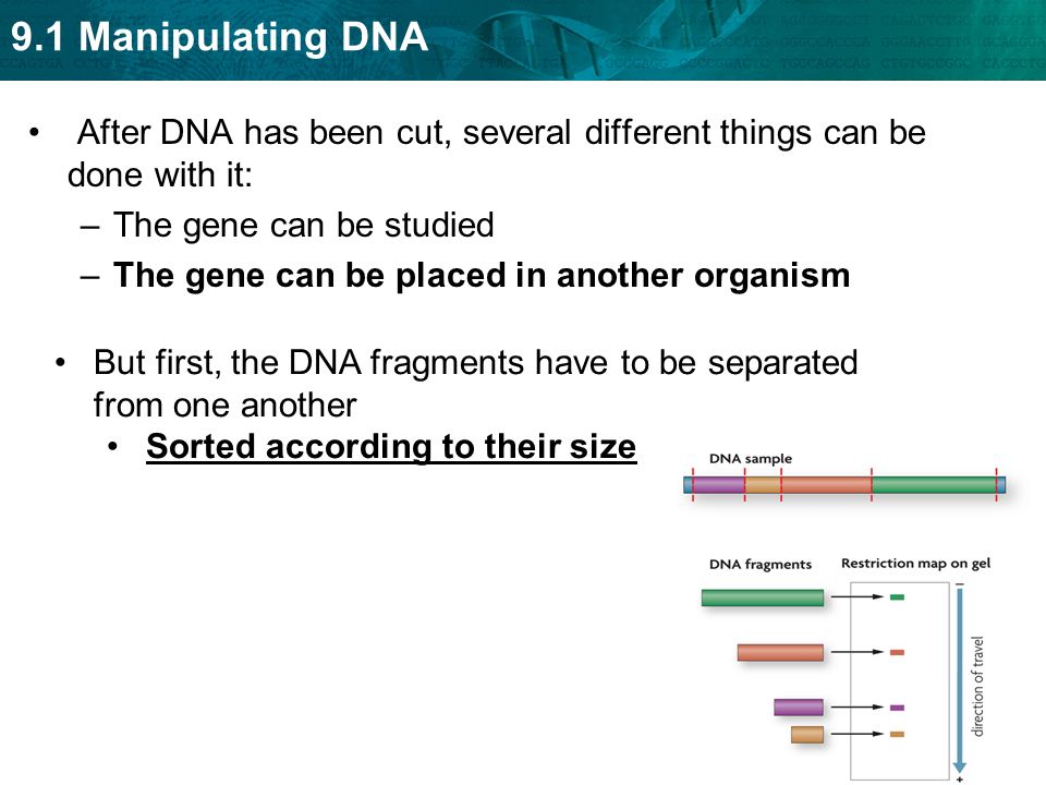 After DNA has been cut, several different things can be done with it: