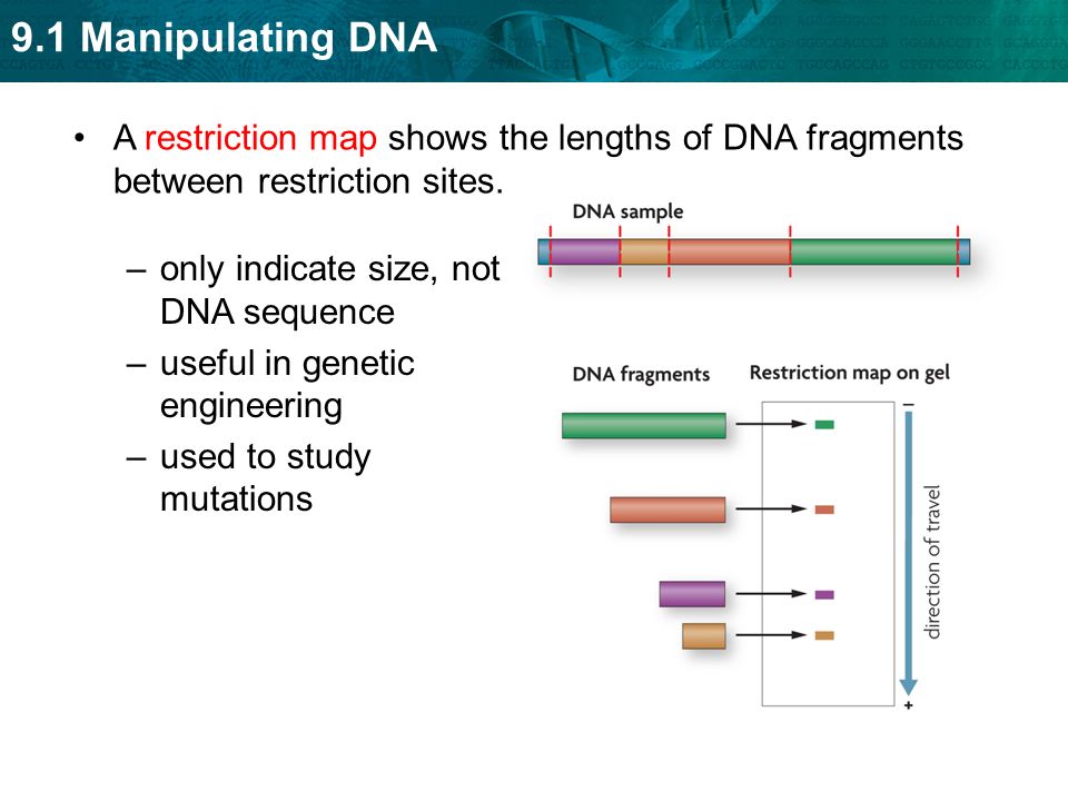 A restriction map shows the lengths of DNA fragments between restriction sites.