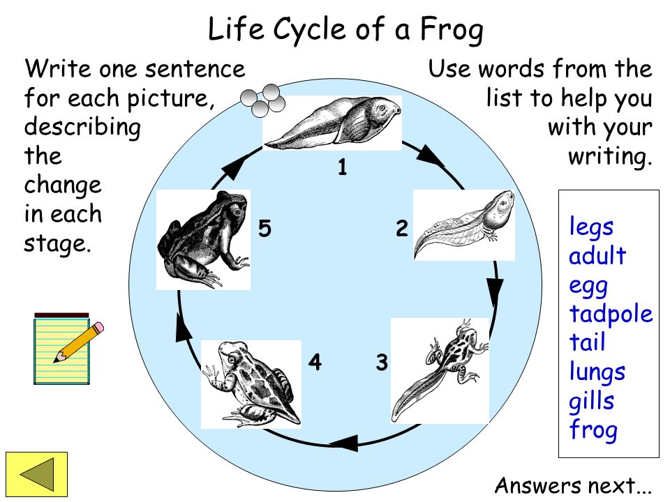 Life Cycle of a Frog Write one sentence for each picture, describing