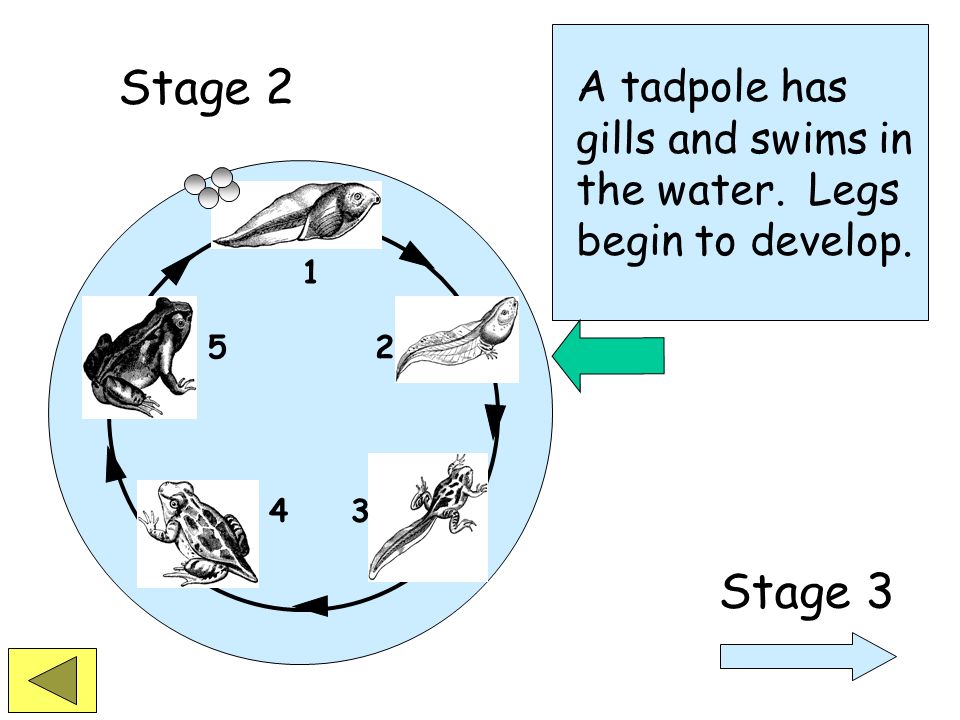 Stage 2 Stage 3 A tadpole has