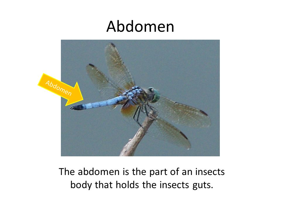 Abdomen The abdomen is the part of an insects