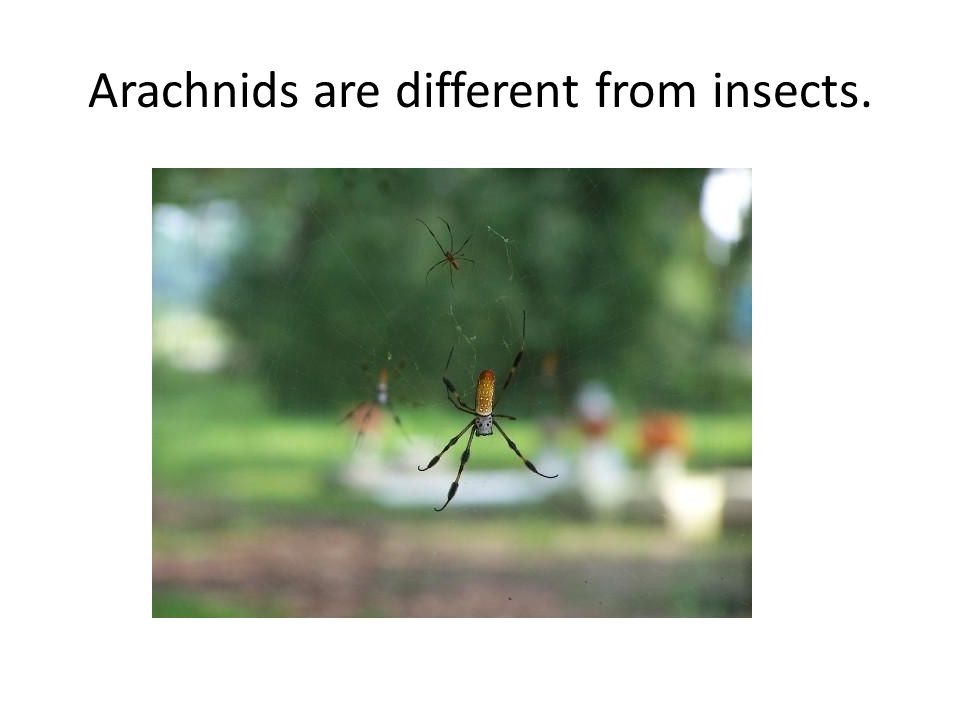 Arachnids are different from insects.