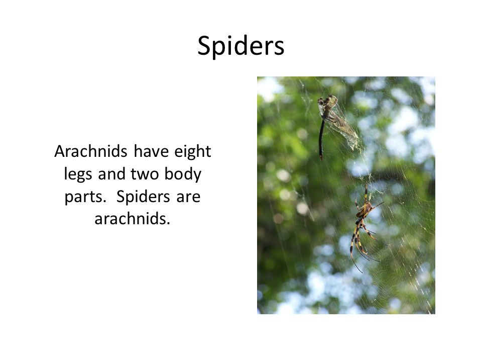 Arachnids have eight legs and two body parts. Spiders are arachnids.