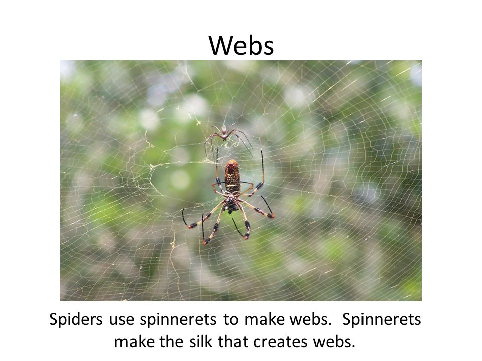 Webs Spiders use spinnerets to make webs. Spinnerets make the silk that creates webs.