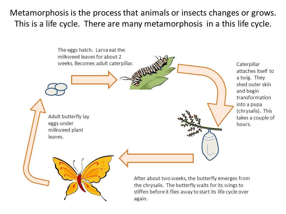 Metamorphosis is the process that animals or insects changes or grows
