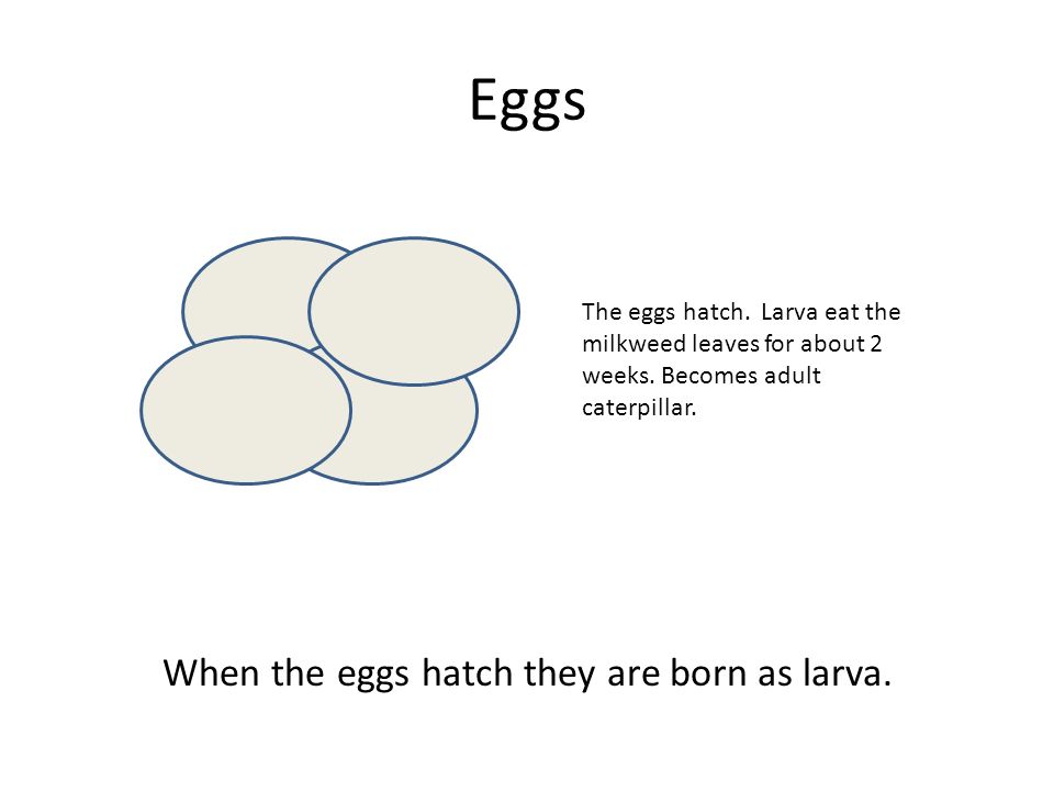 When the eggs hatch they are born as larva.
