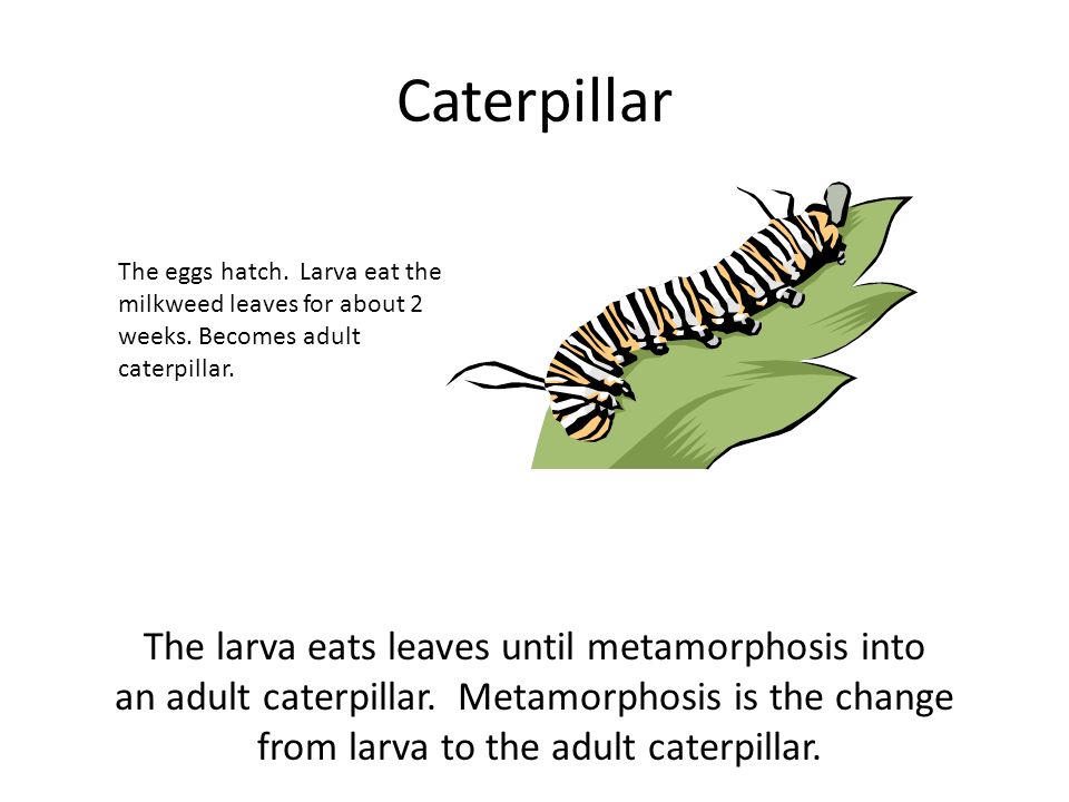 Caterpillar The larva eats leaves until metamorphosis into
