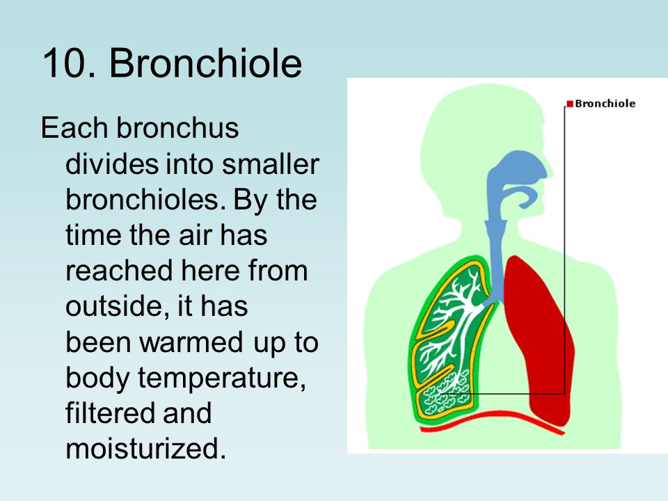 10. Bronchiole