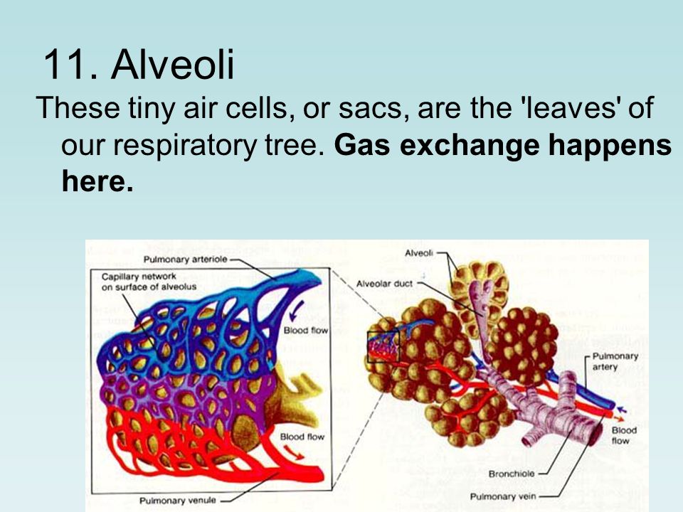 11. Alveoli These tiny air cells, or sacs, are the leaves of our respiratory tree.