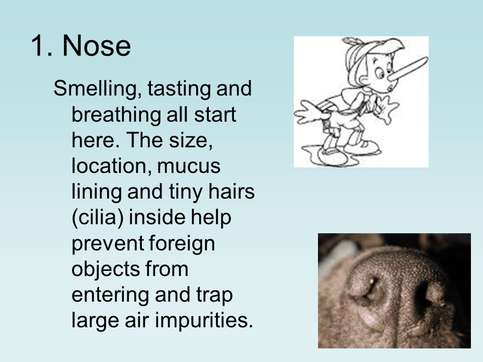 1. Nose