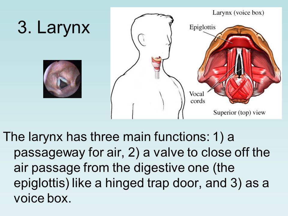 3. Larynx