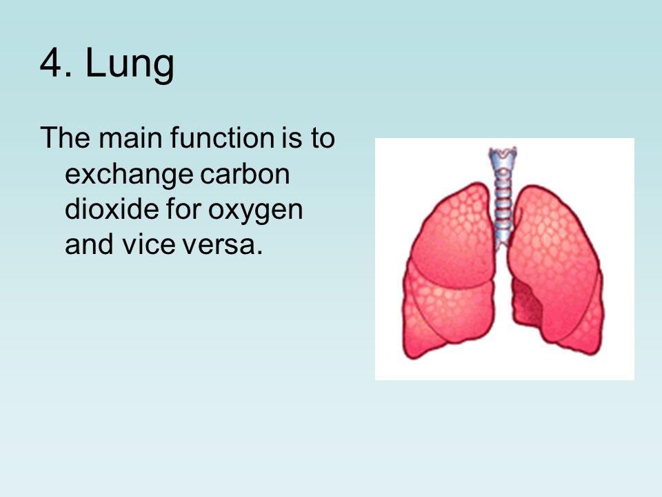 4. Lung The main function is to exchange carbon dioxide for oxygen and vice versa.