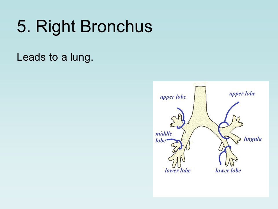 5. Right Bronchus Leads to a lung.
