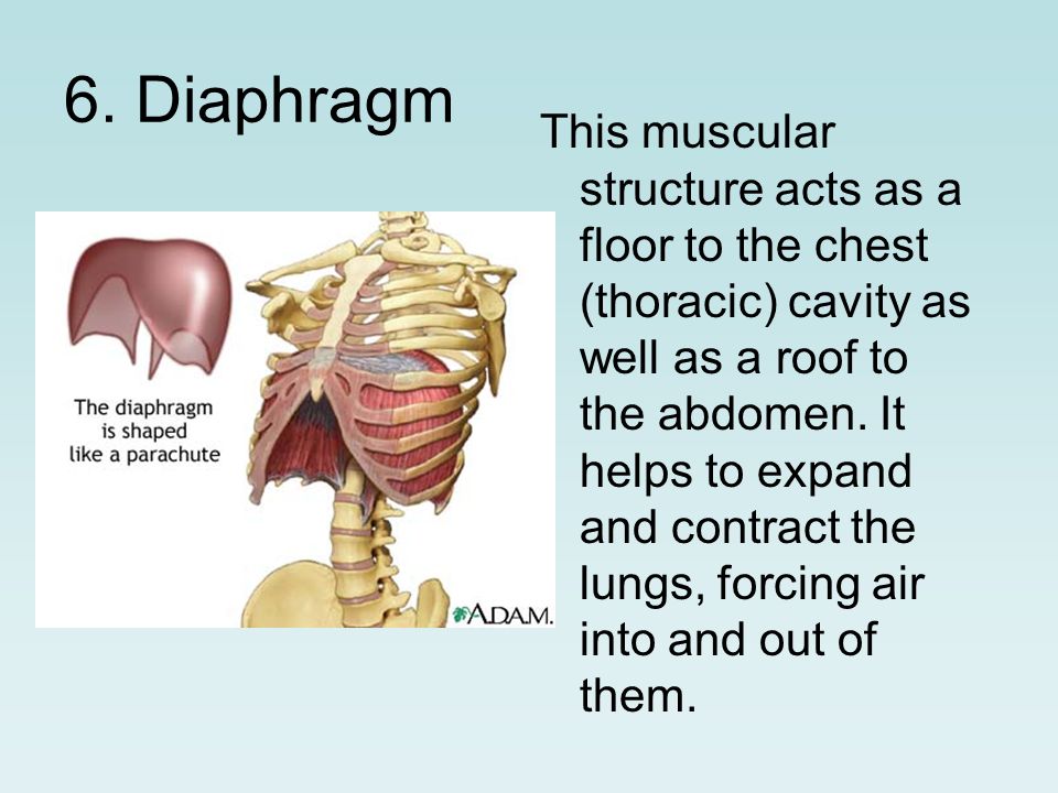 6. Diaphragm