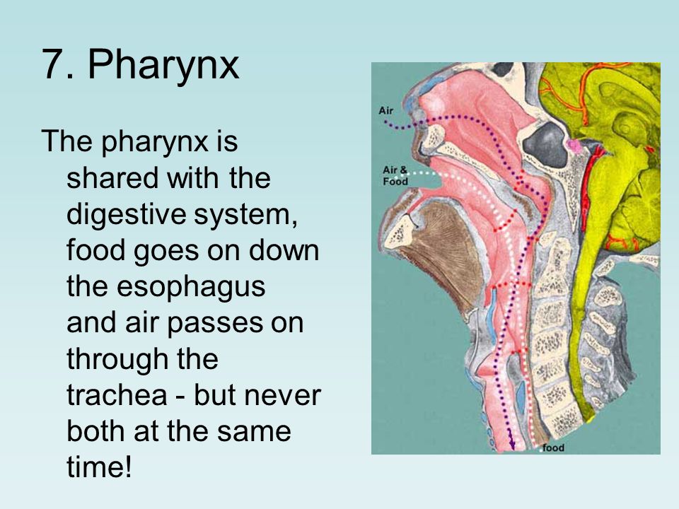 7. Pharynx
