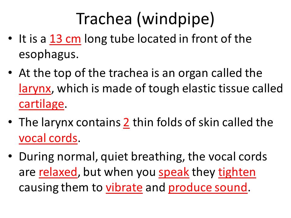 Trachea (windpipe) It is a 13 cm long tube located in front of the esophagus.