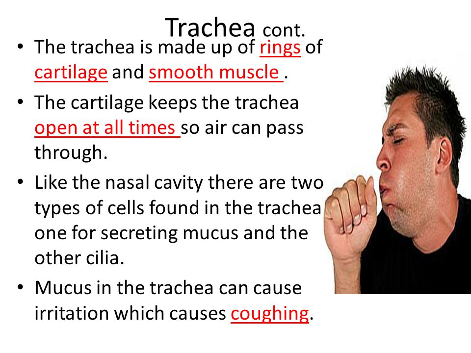 Trachea cont. The trachea is made up of rings of cartilage and smooth muscle .