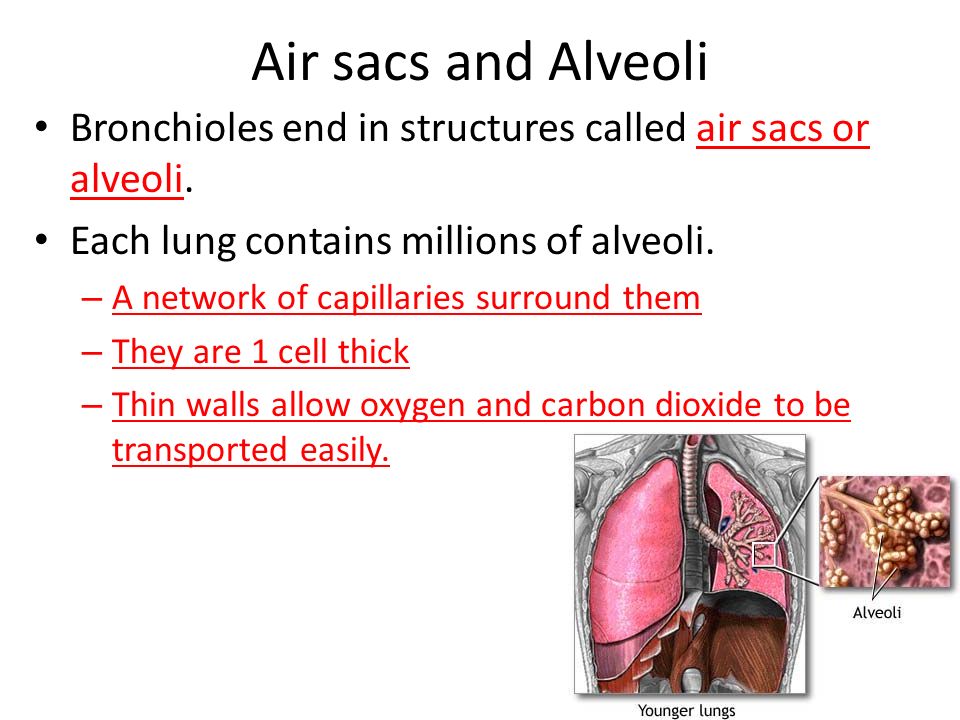 Air sacs and Alveoli Bronchioles end in structures called air sacs or alveoli. Each lung contains millions of alveoli.