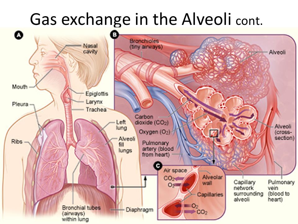 Gas exchange in the Alveoli cont.