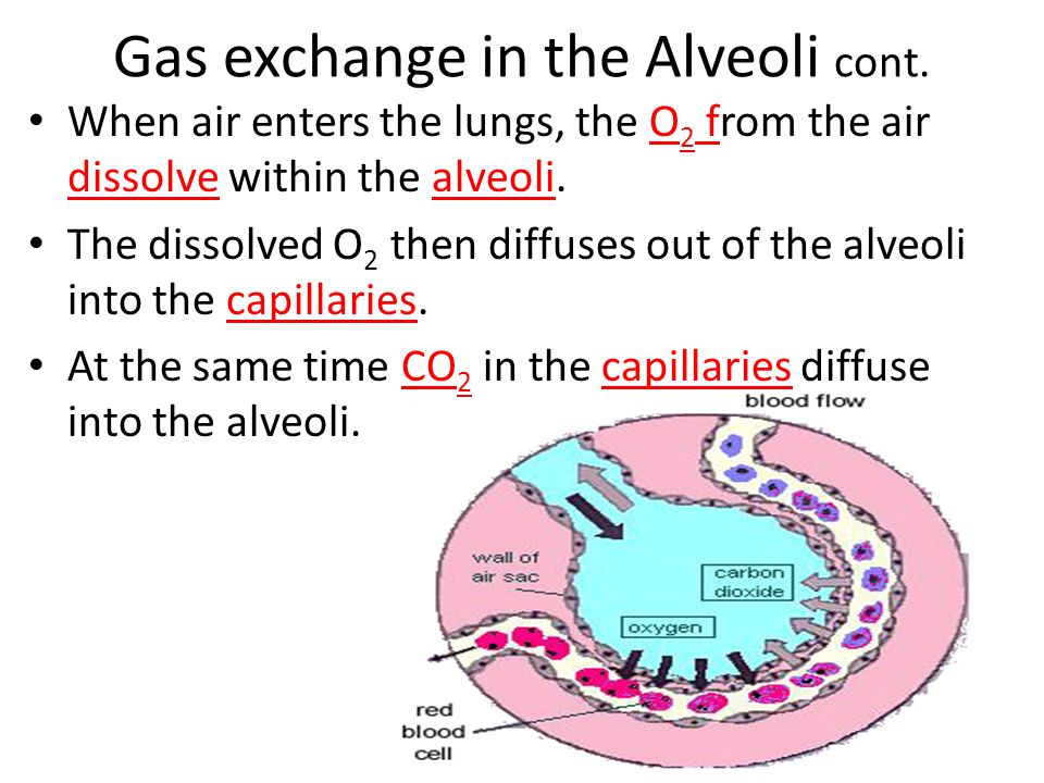 Gas exchange in the Alveoli cont.