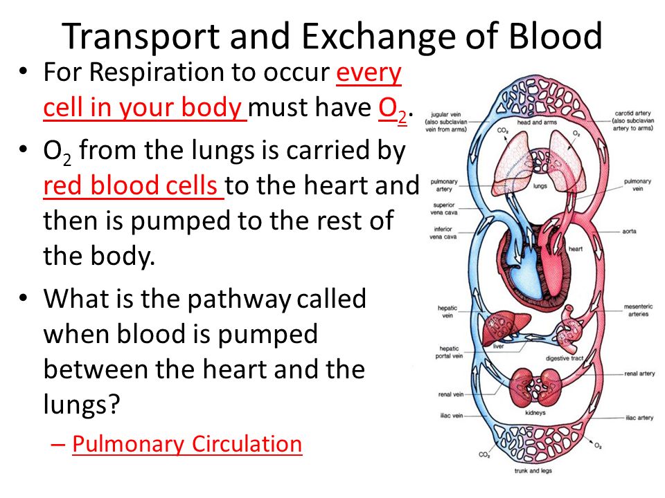 Transport and Exchange of Blood