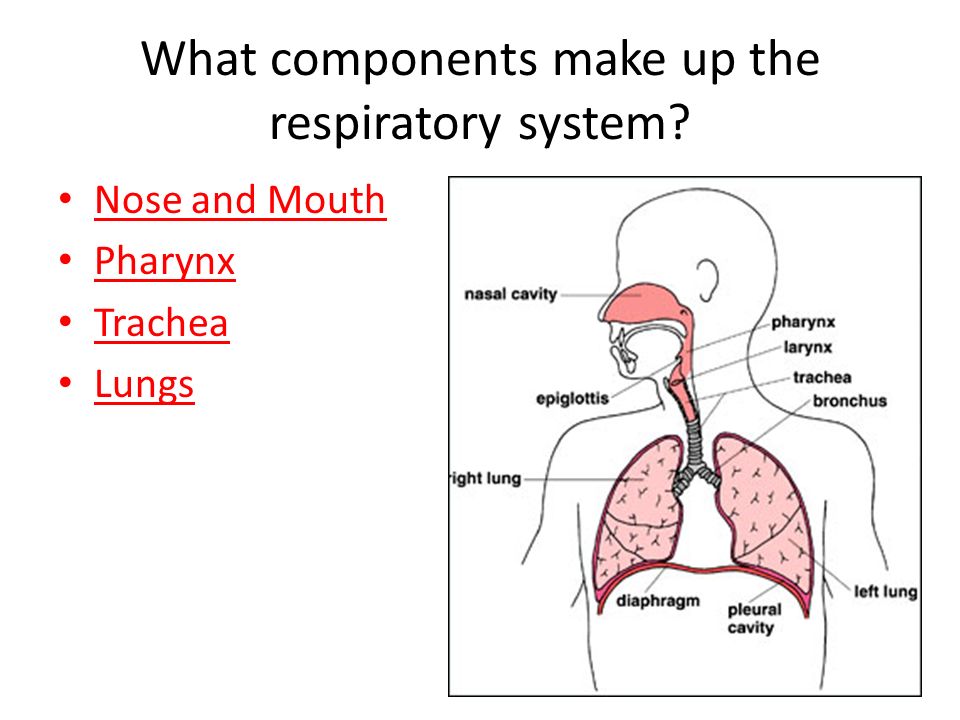 What components make up the respiratory system
