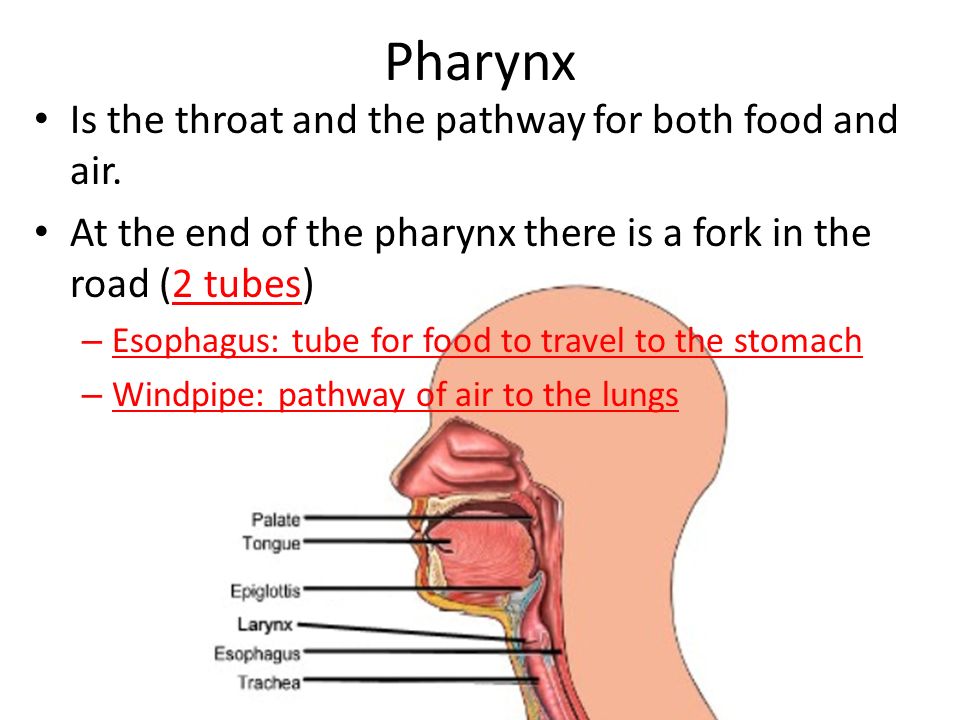 Pharynx Is the throat and the pathway for both food and air.