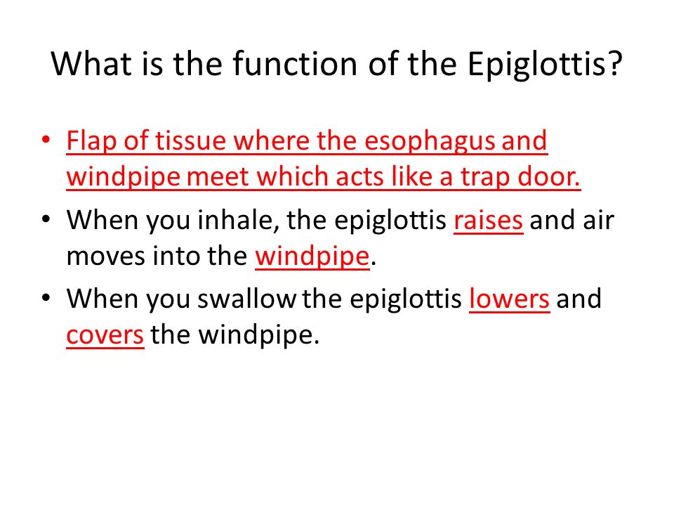 What is the function of the Epiglottis