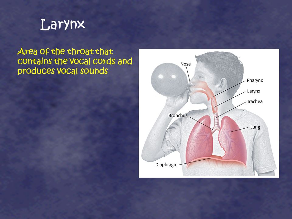 Larynx Area of the throat that contains the vocal cords and produces vocal sounds