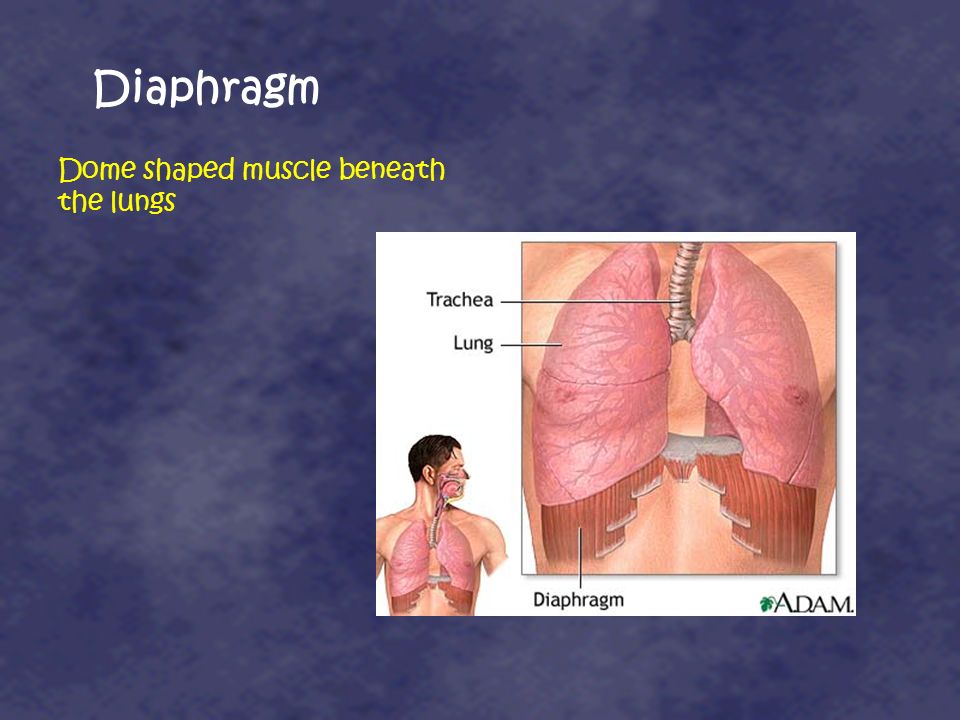 Diaphragm Dome shaped muscle beneath the lungs