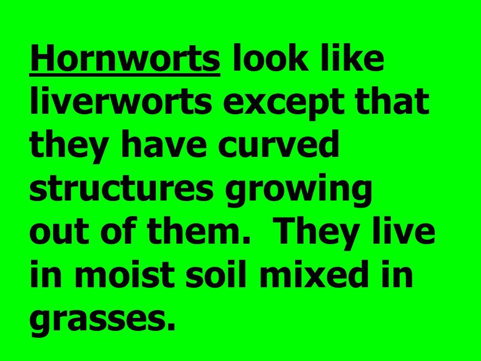 Hornworts look like liverworts except that they have curved structures growing out of them.