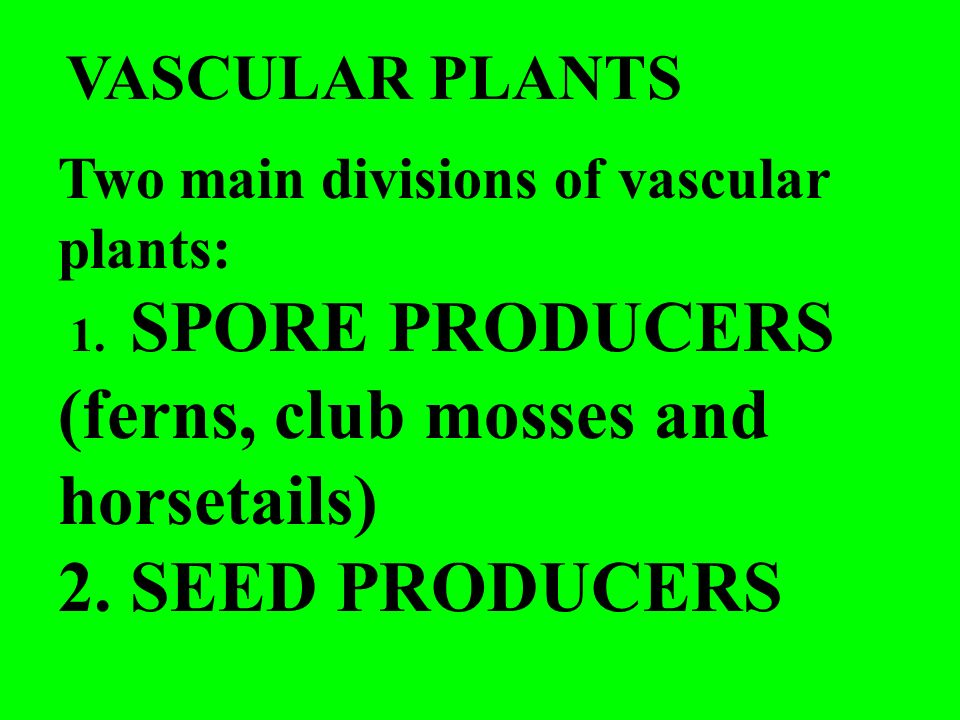 2. SEED PRODUCERS VASCULAR PLANTS