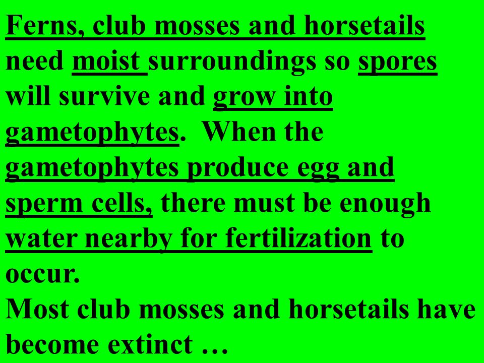 Ferns, club mosses and horsetails need moist surroundings so spores will survive and grow into gametophytes. When the gametophytes produce egg and sperm cells, there must be enough water nearby for fertilization to occur.