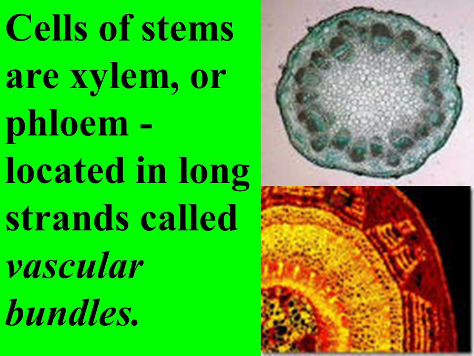 Cells of stems are xylem, or phloem - located in long strands called vascular bundles.