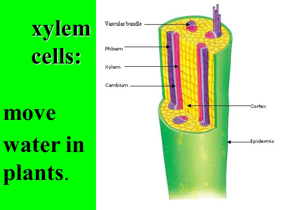 xylem cells: move water in plants.