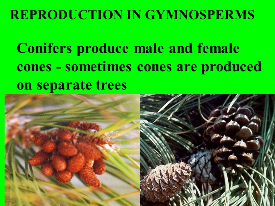 REPRODUCTION IN GYMNOSPERMS
