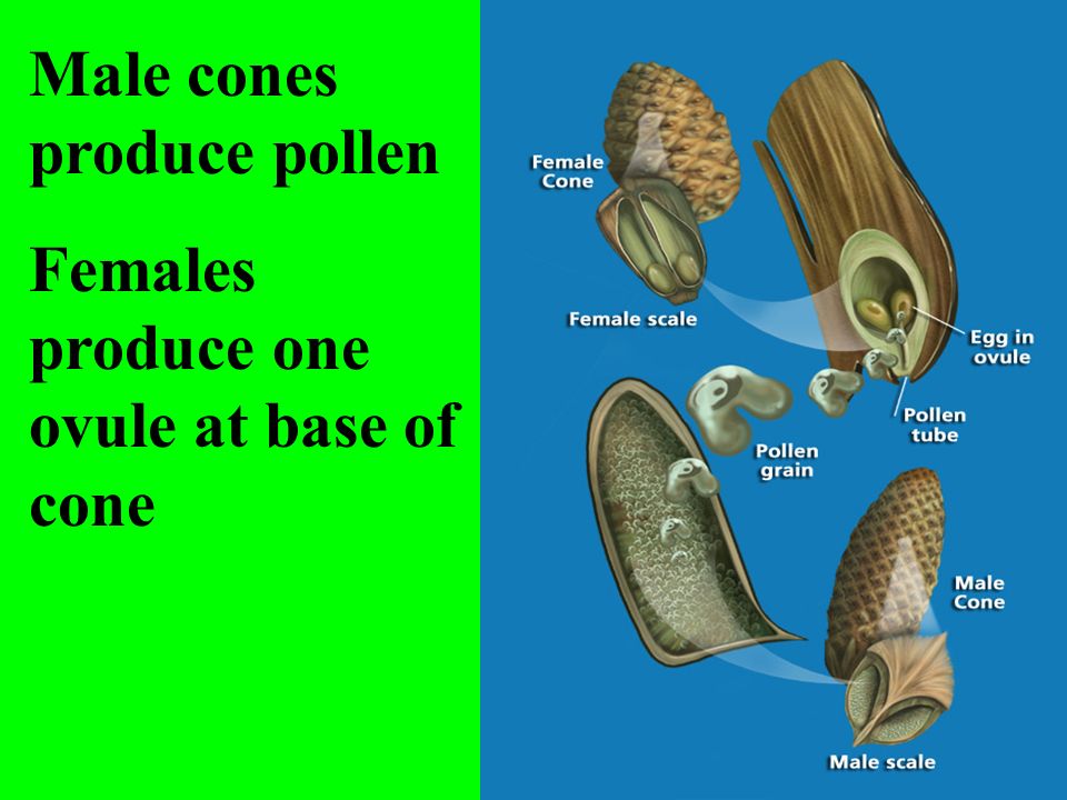Male cones produce pollen